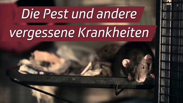 Die Pest und andere vergessene Krankheiten