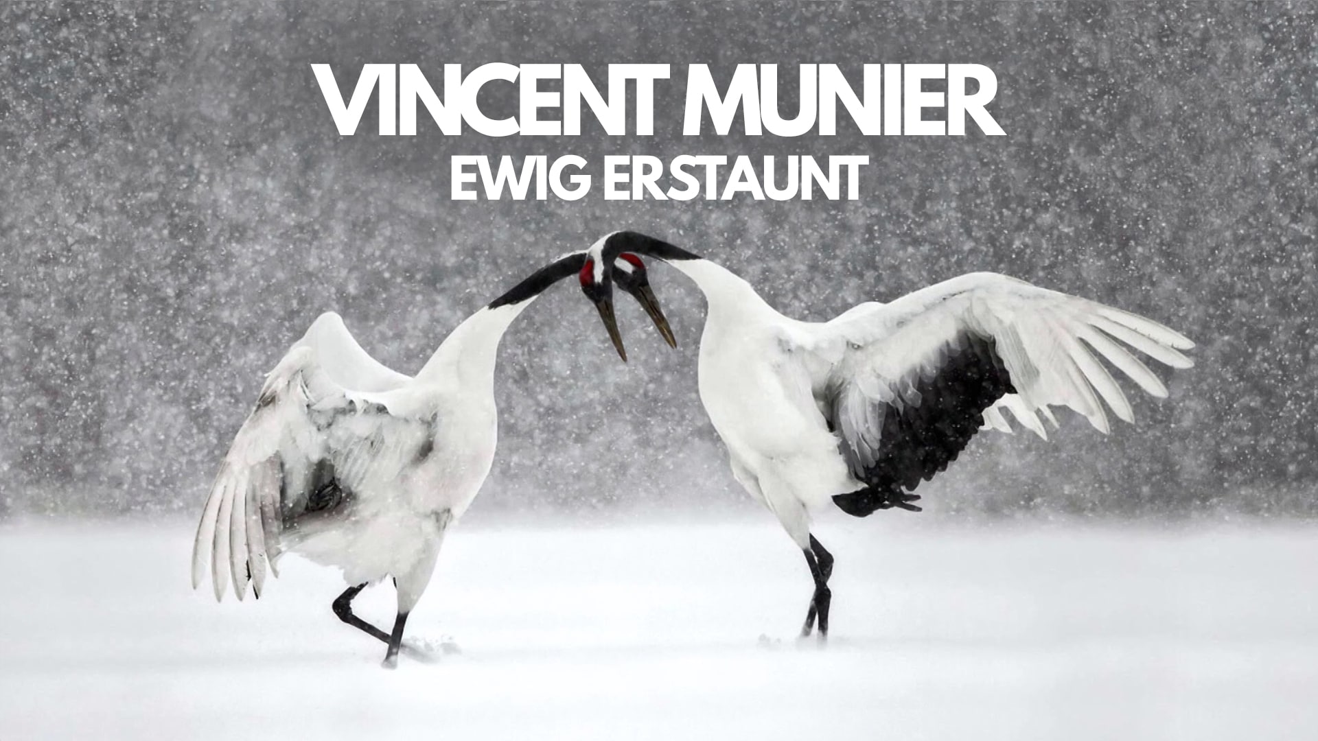 Vincent Munier, ewig erstaunt