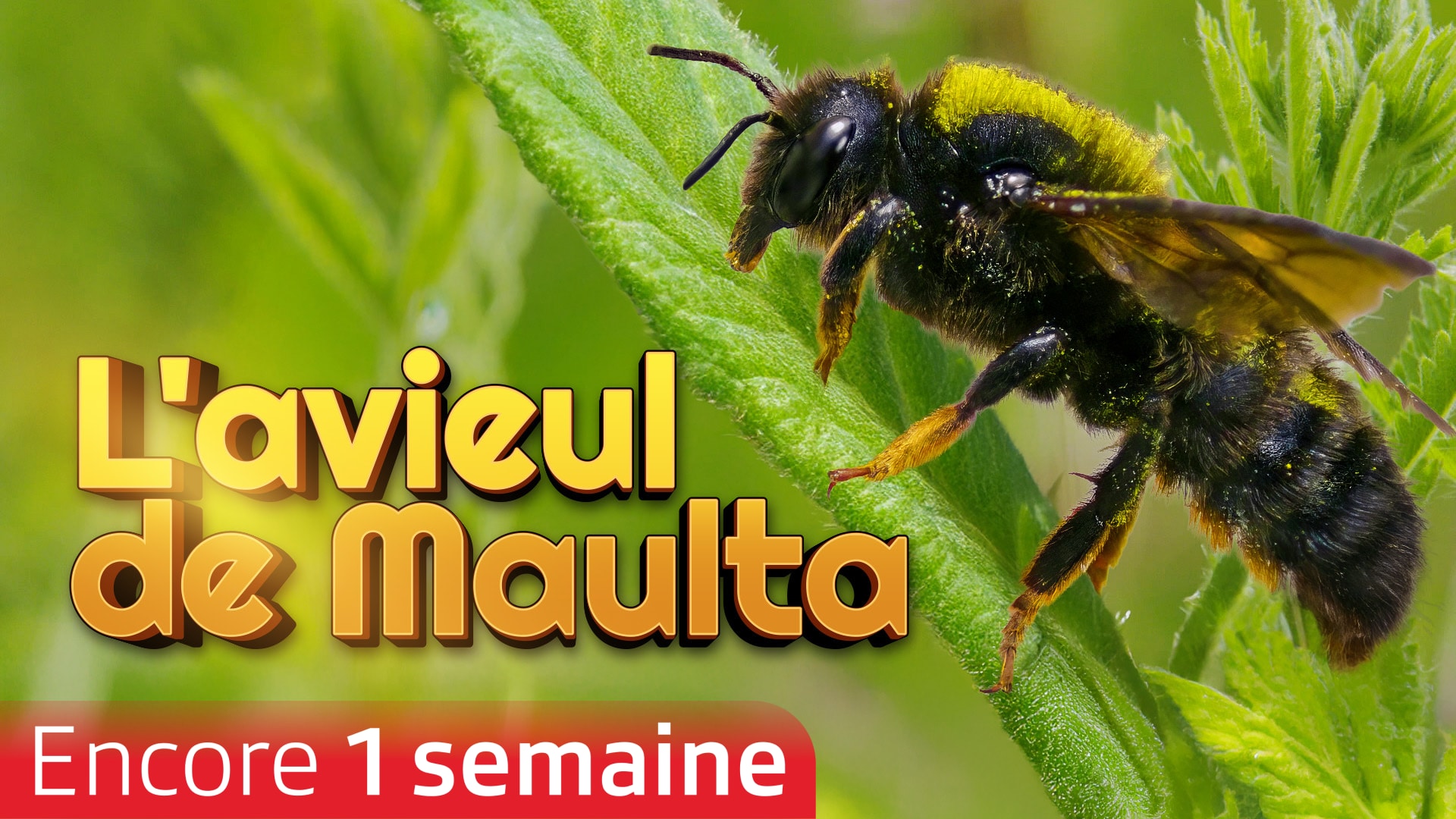 L'abeille du mortier