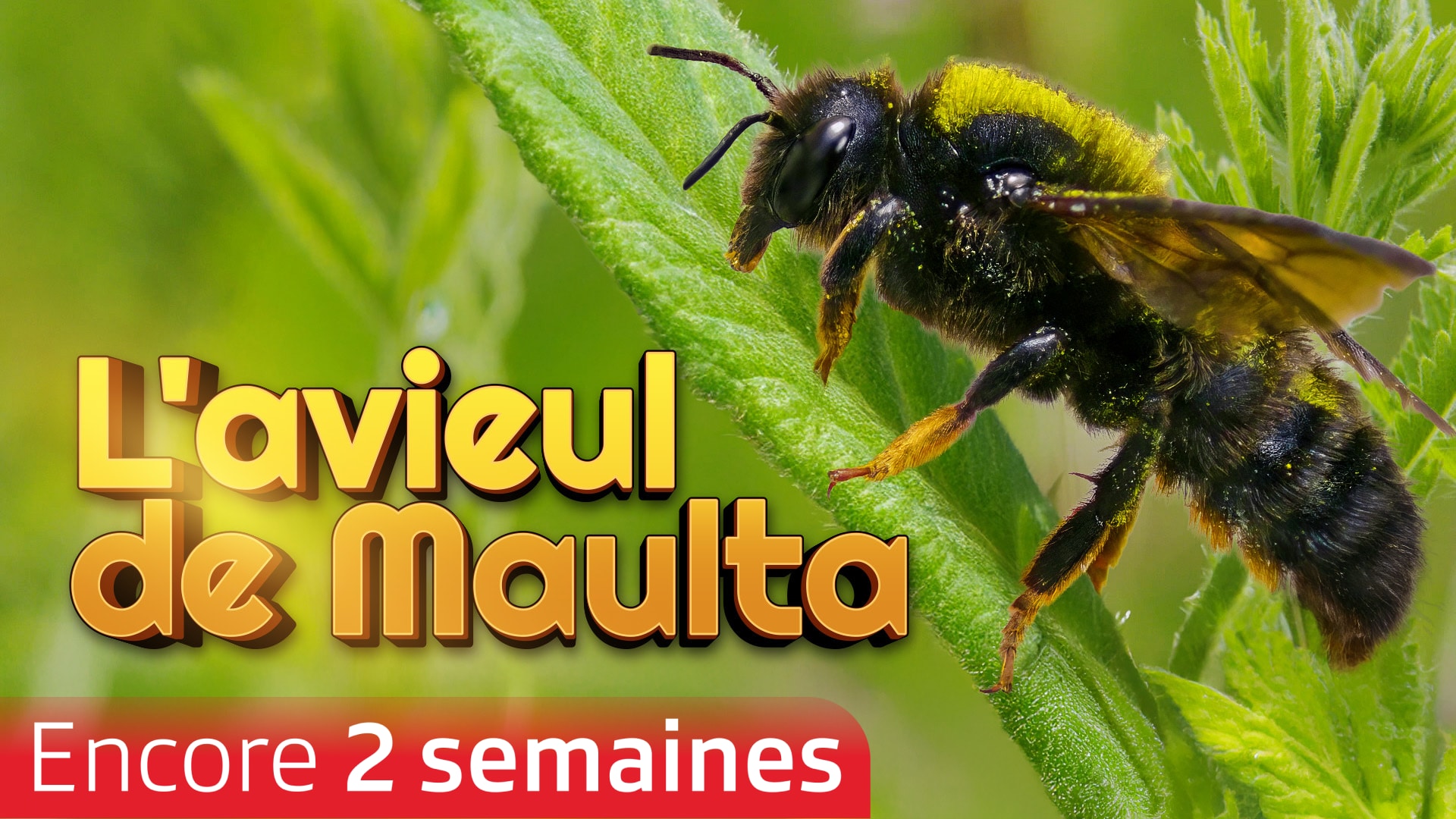 L'abeille du mortier