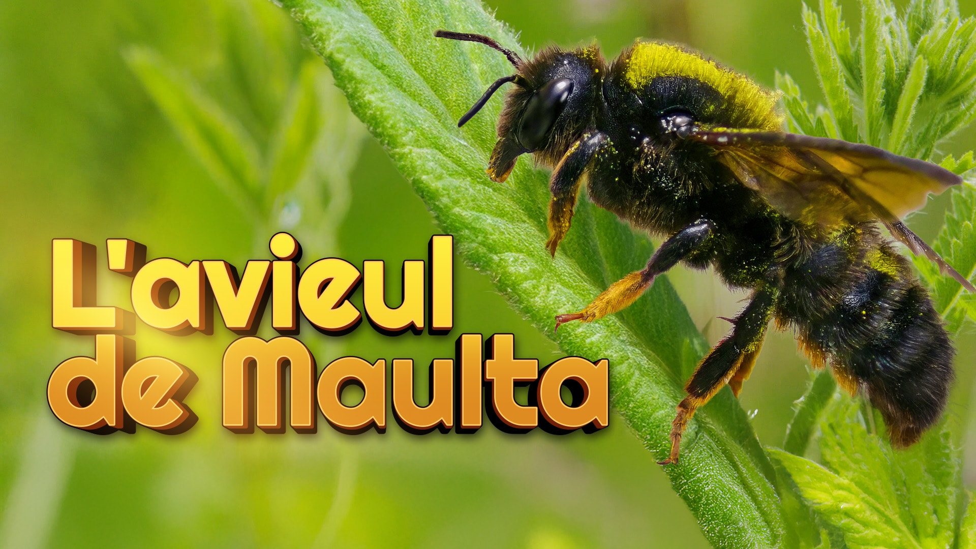 L'abeille du mortier