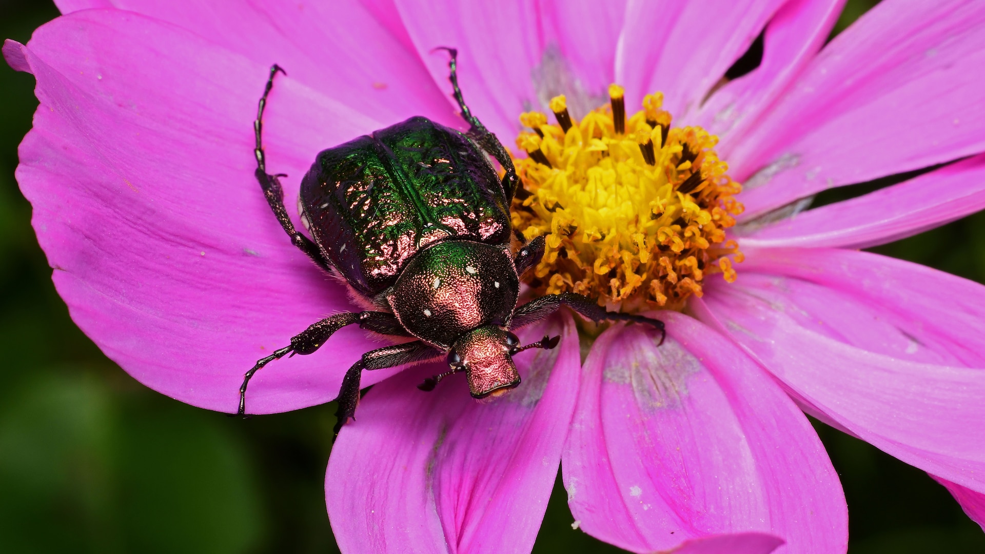 Warum Hummeln und Rosenkäfer für Garten und Natur nützlich sind