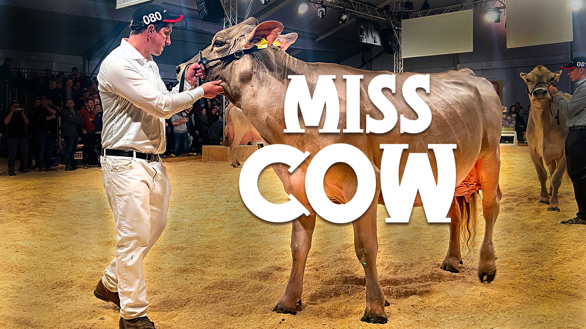 Miss Cow