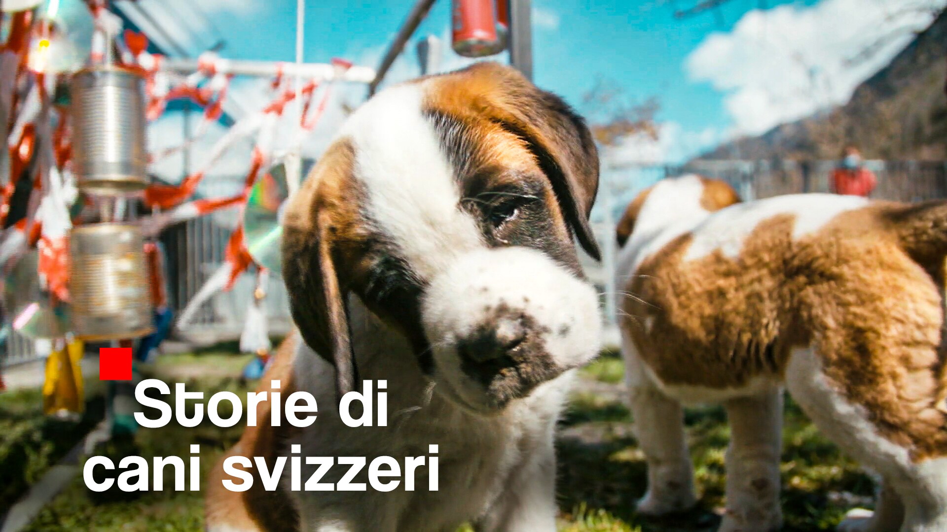 Storie di cani svizzeri