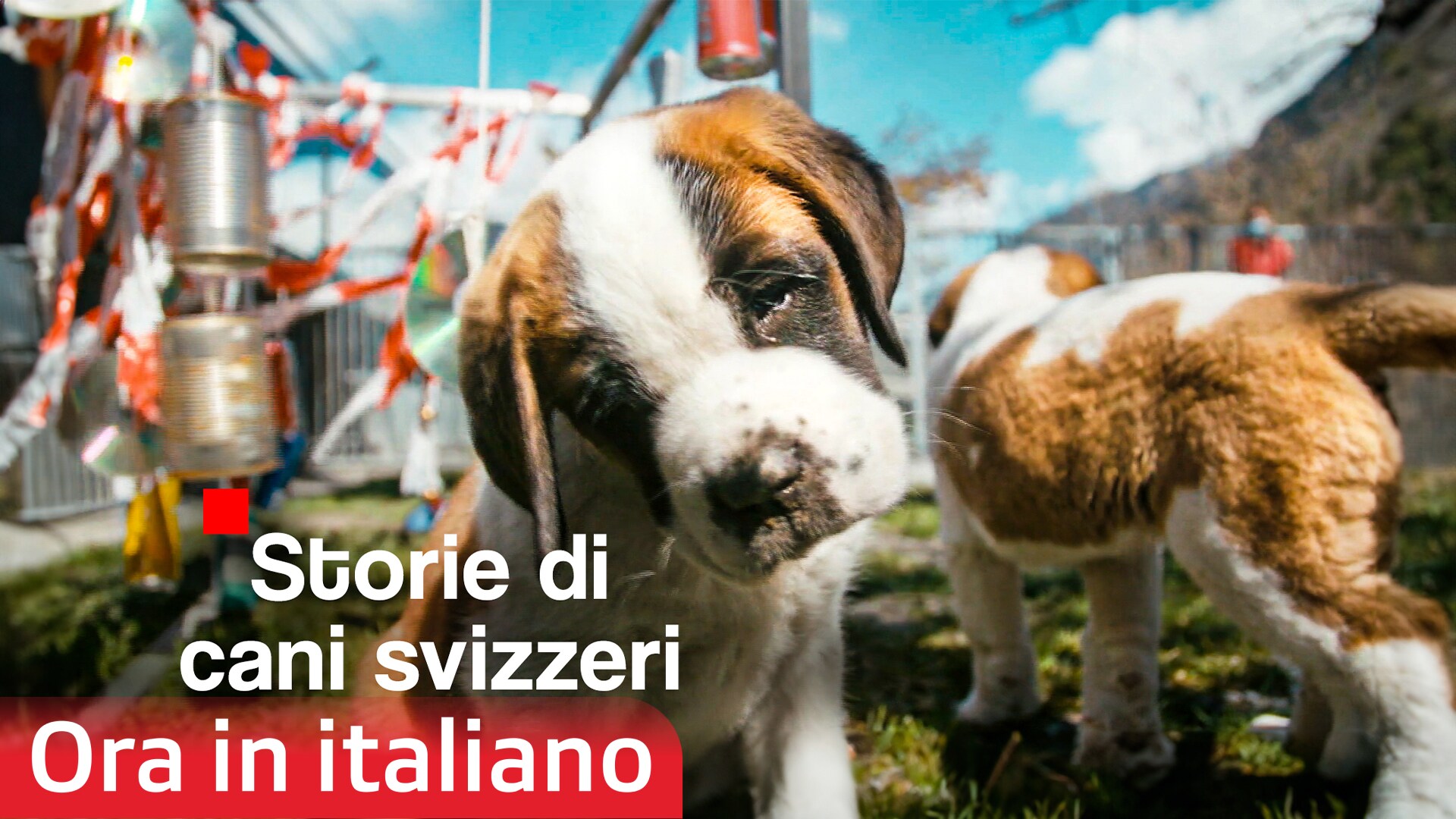 Storie di cani svizzeri