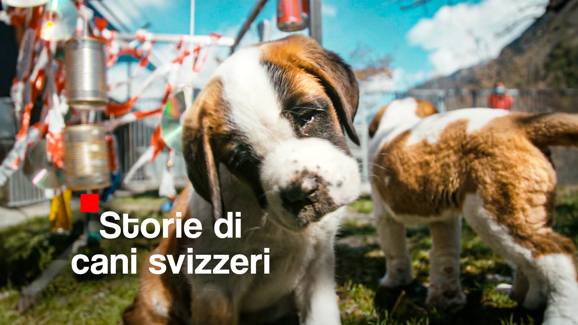 Storie di cani svizzeri