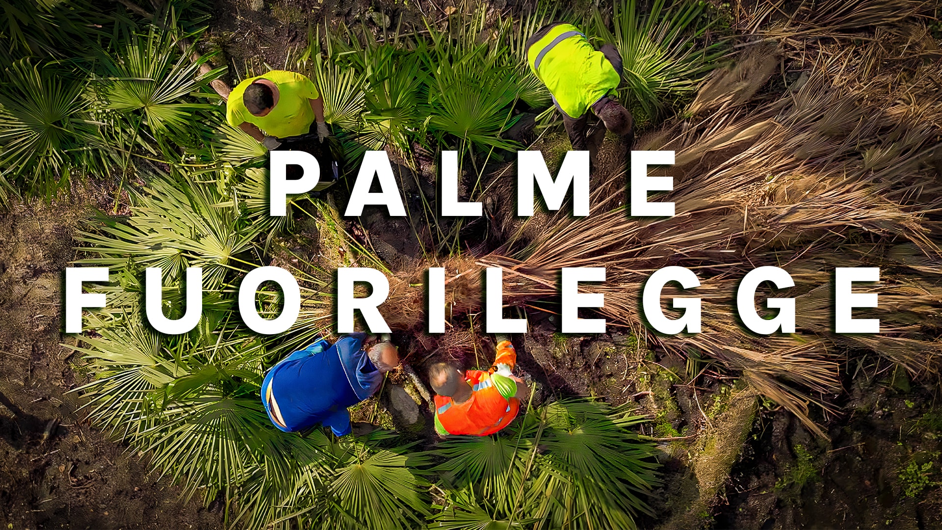 Palme fuorilegge