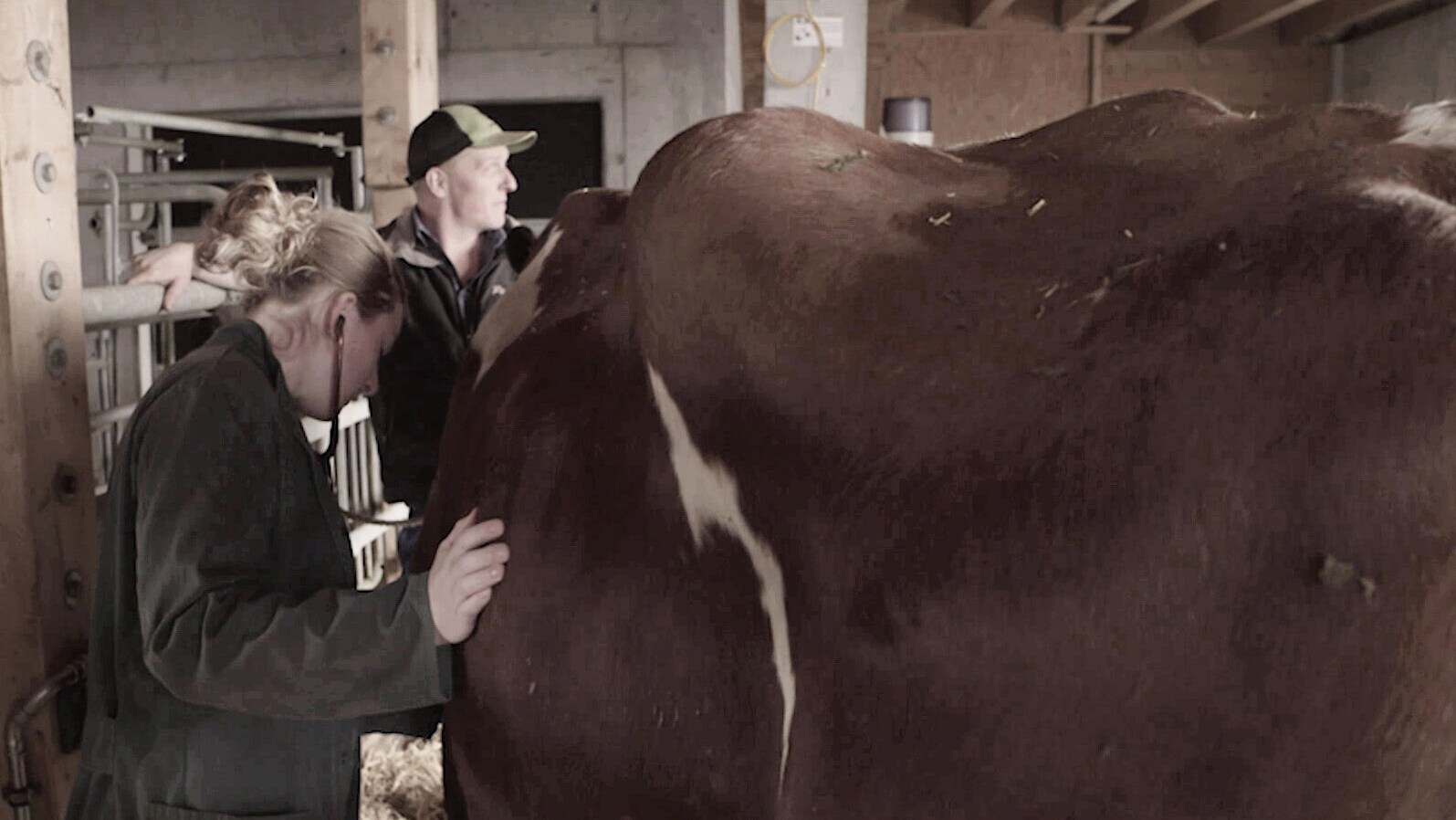 Opération sur la paille pour la vache Djamila