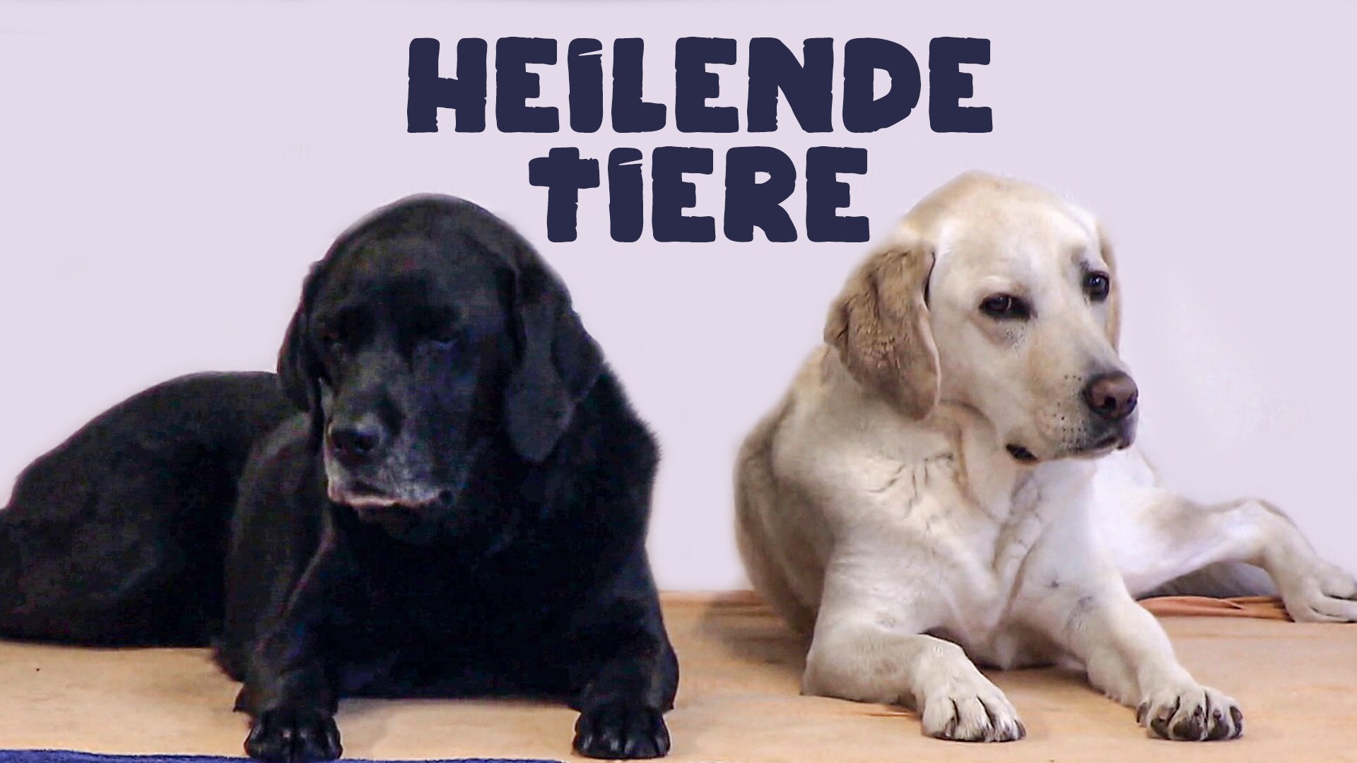 Heilende Tiere