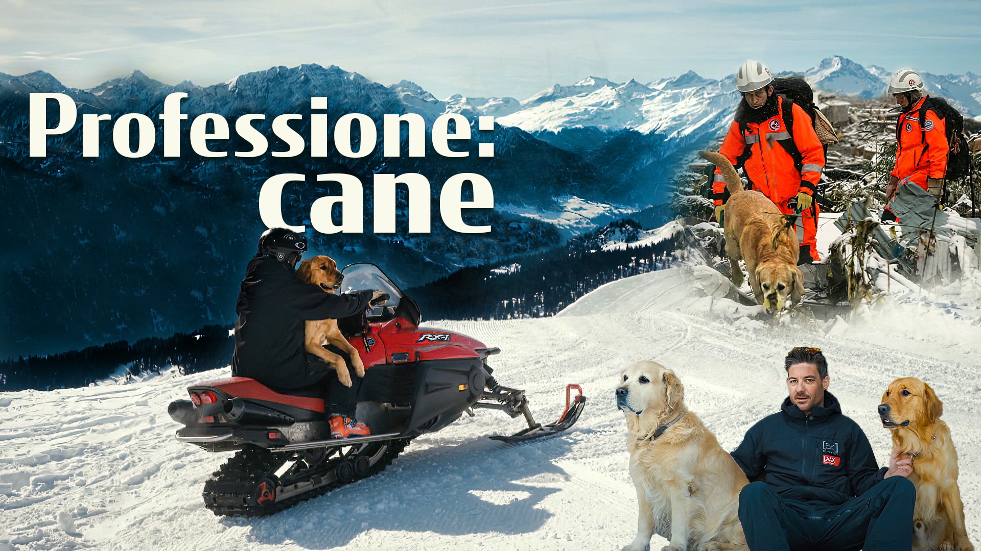 Professione: cane