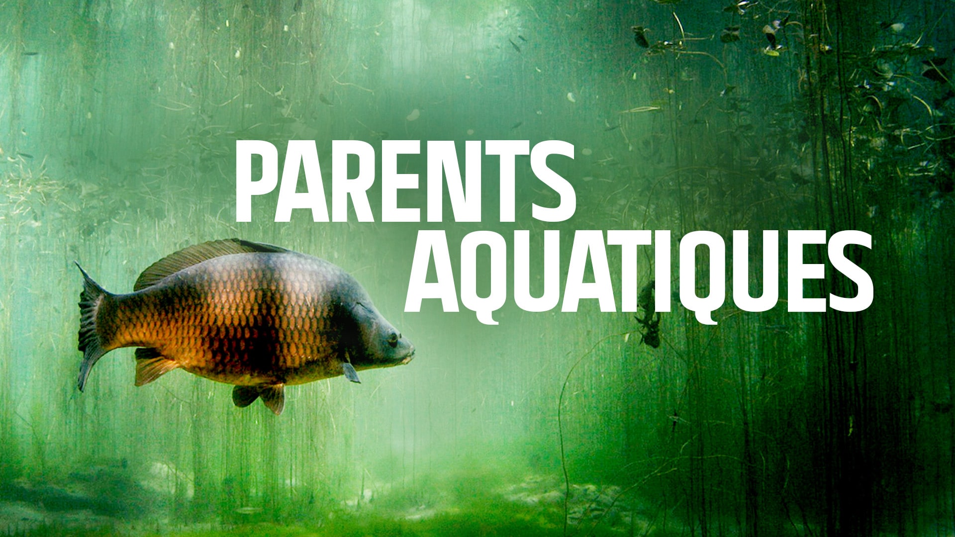 Parents aquatiques