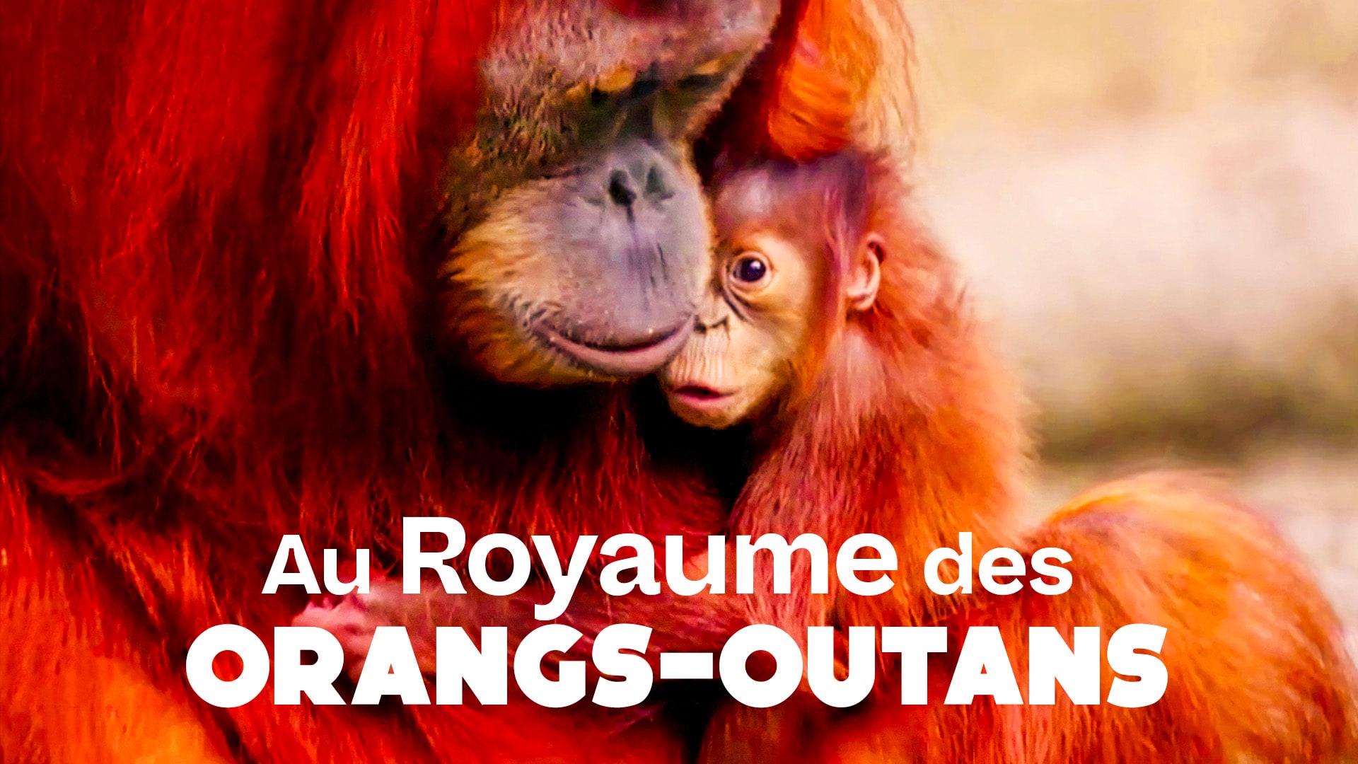 Au royaume des orangs-outans