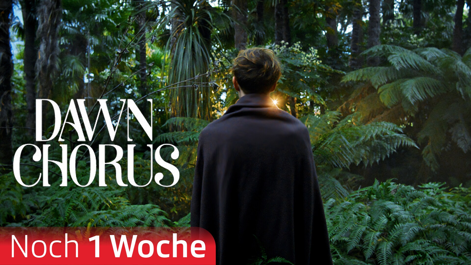 Dawn Chorus