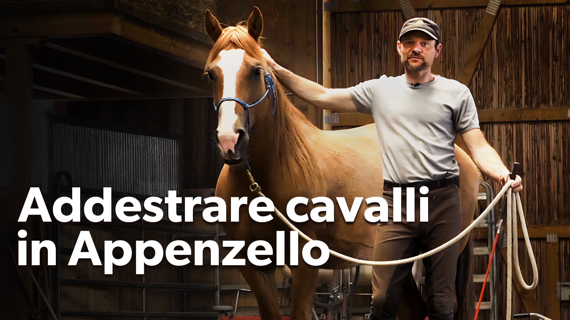 Addestrare cavalli in Appenzello