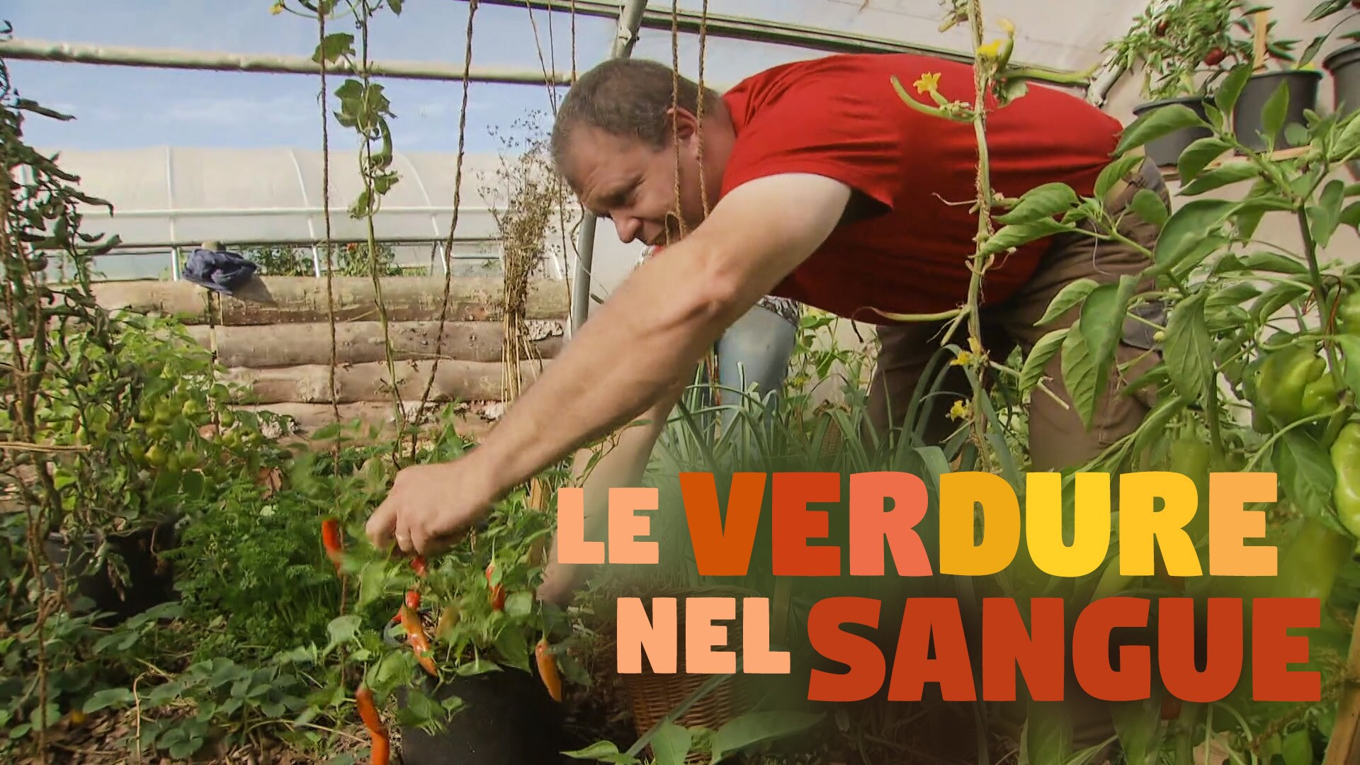 Le verdure nel sangue