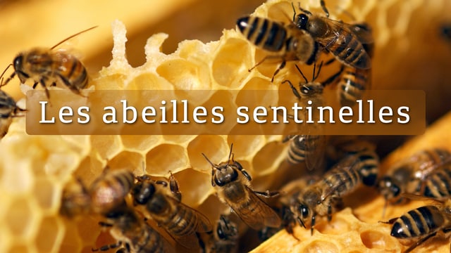 Les abeilles sentinelles