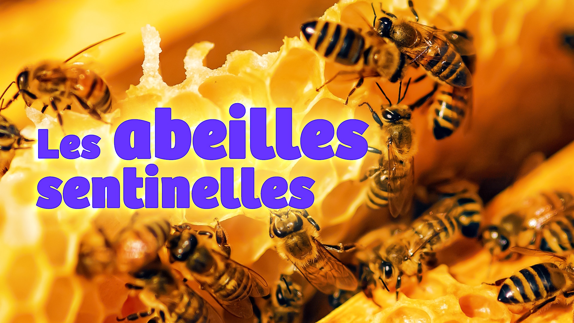 Les abeilles sentinelles