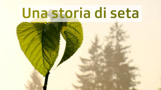 Una storia di seta