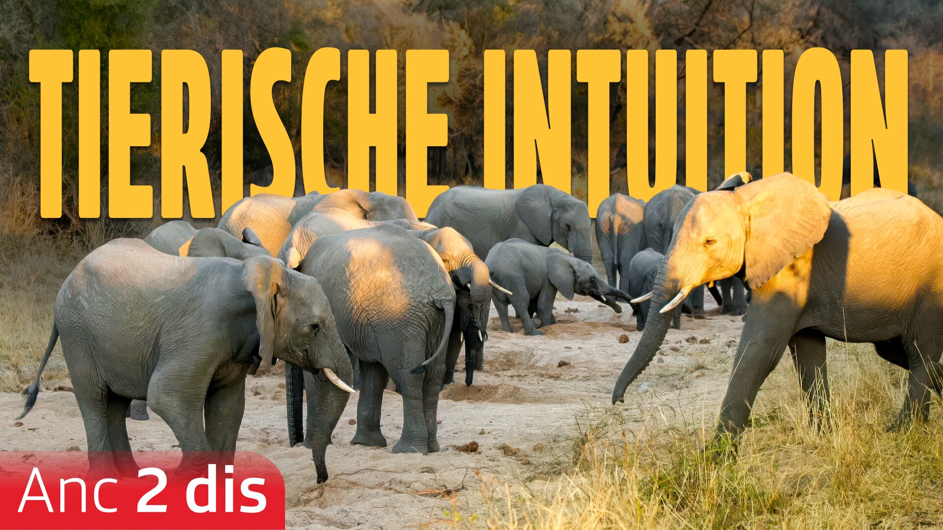 Tierische Intuition