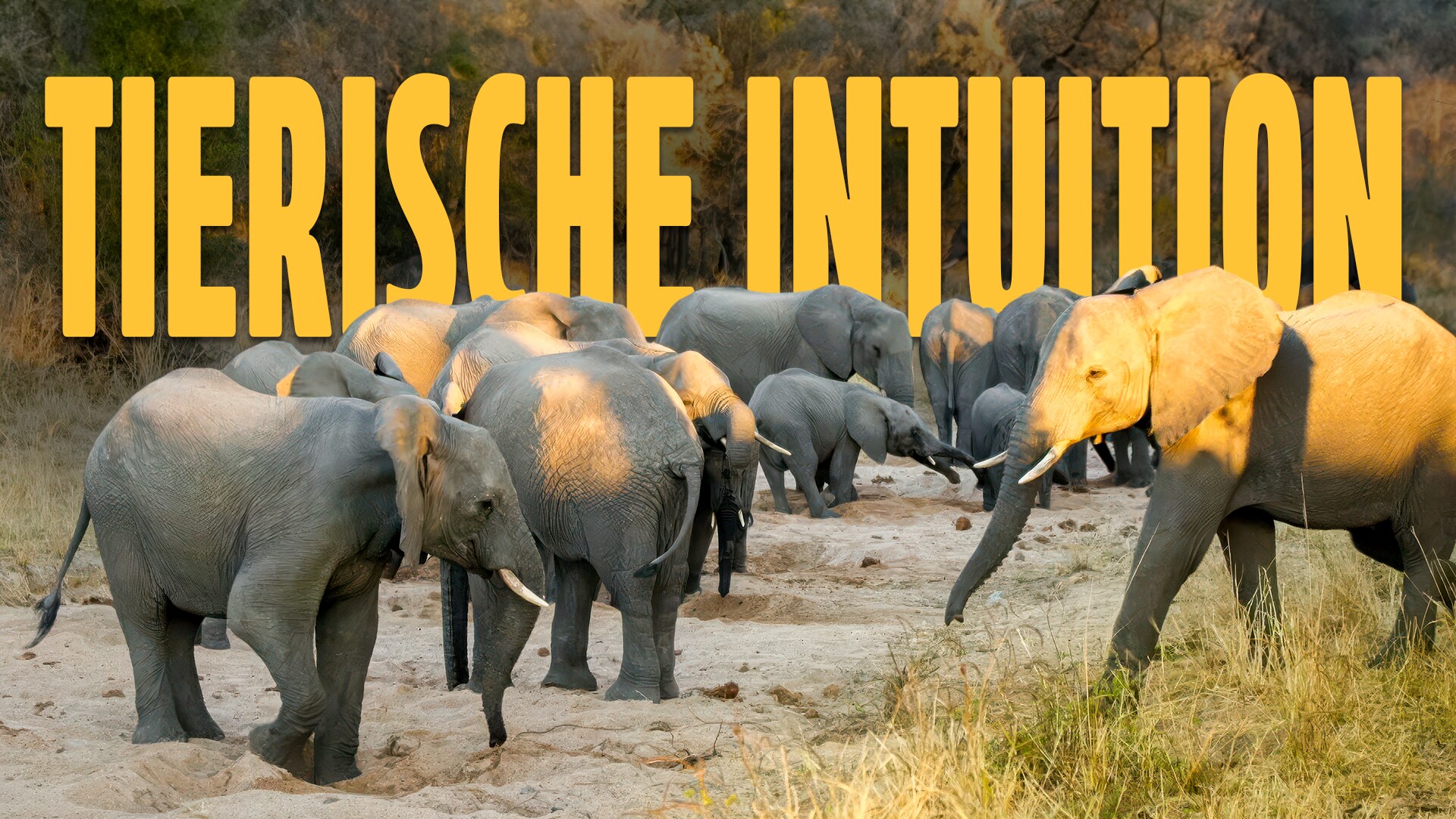 Tierische Intuition