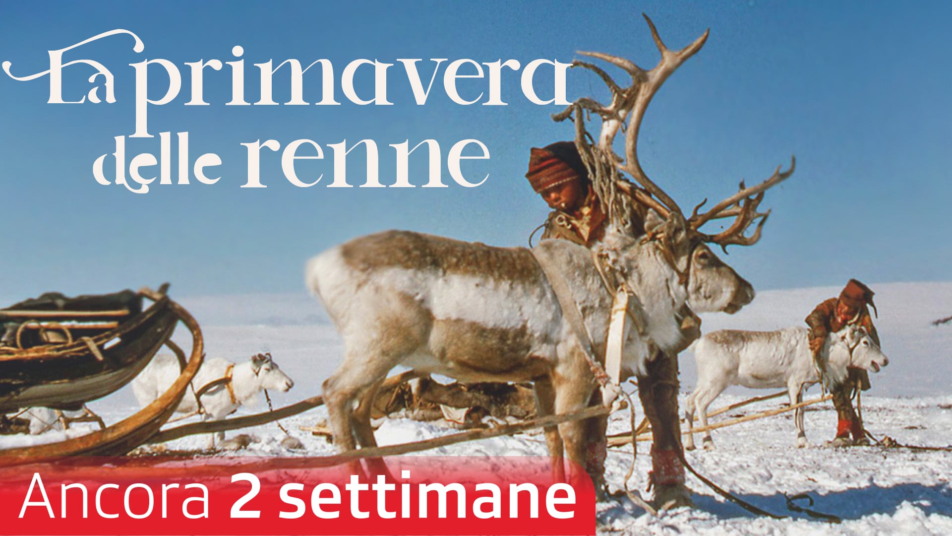 La primavera delle renne