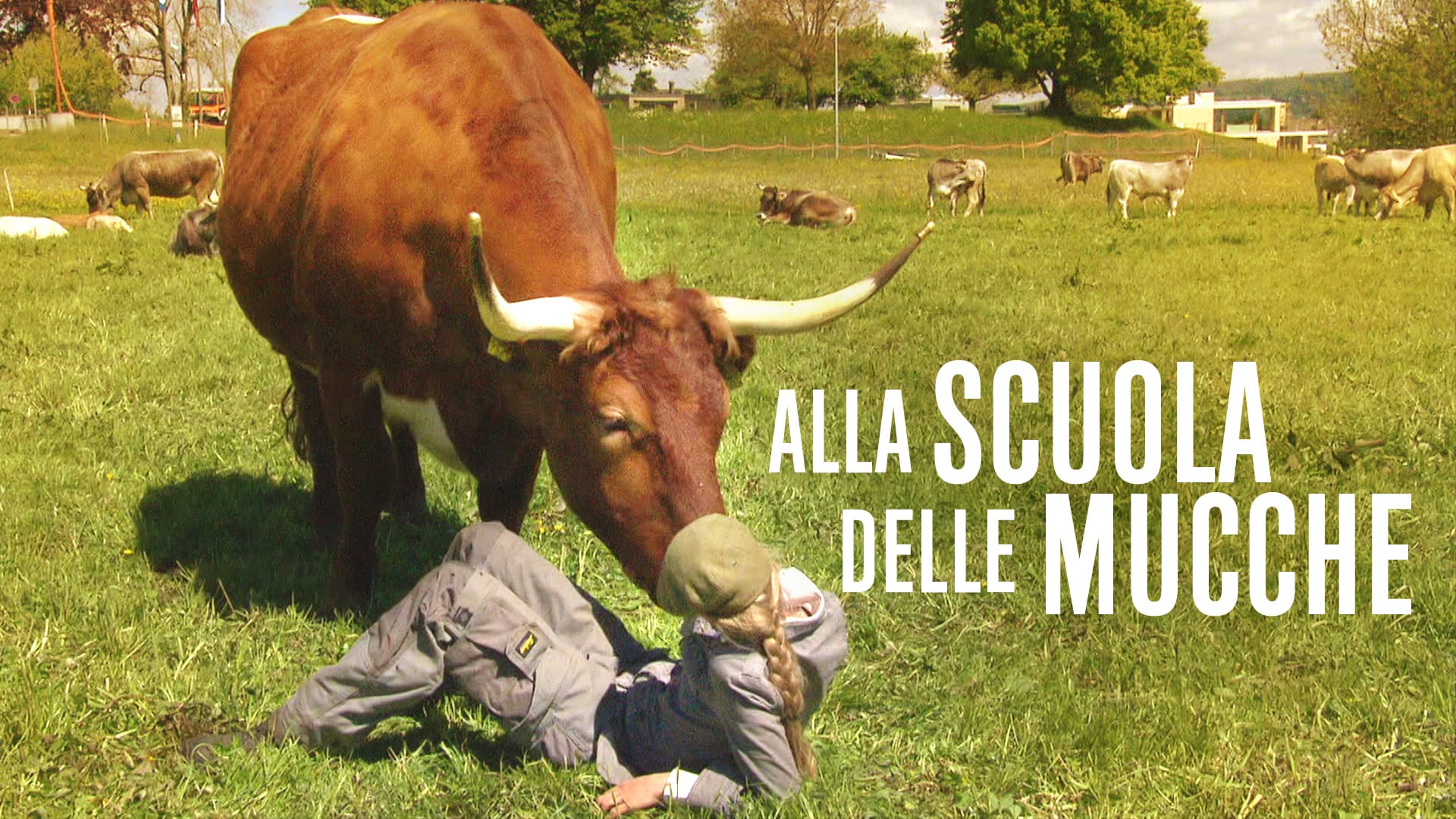 Alla scuola delle mucche