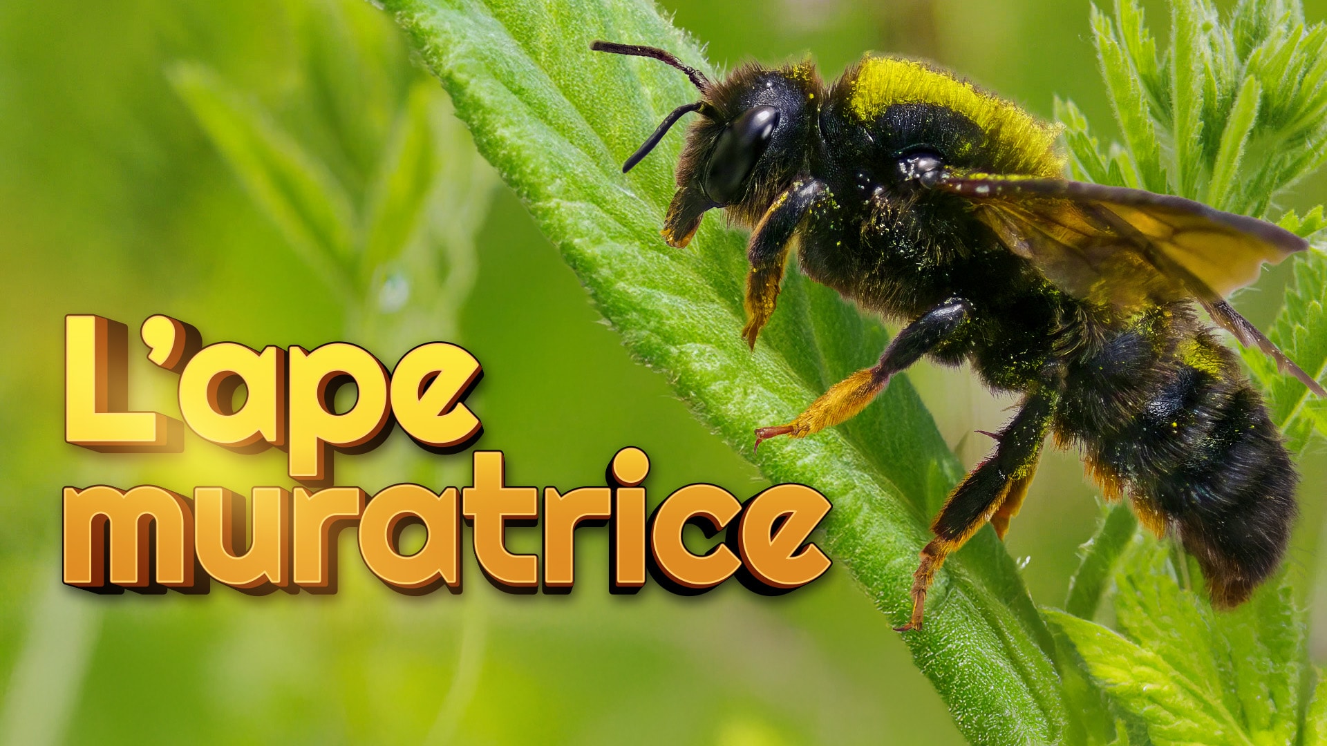 L'ape muratrice
