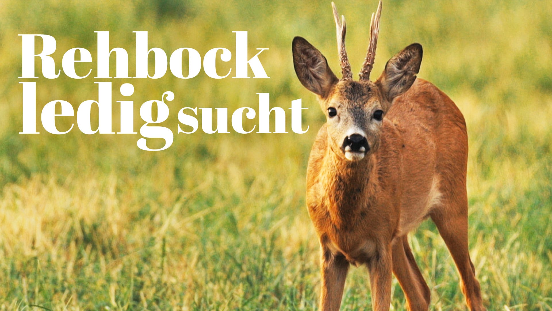 Rehbock, ledig, sucht...