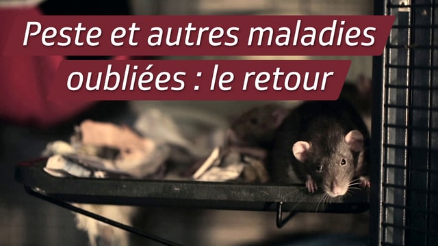 Peste et autres maladies oubliées : le retour