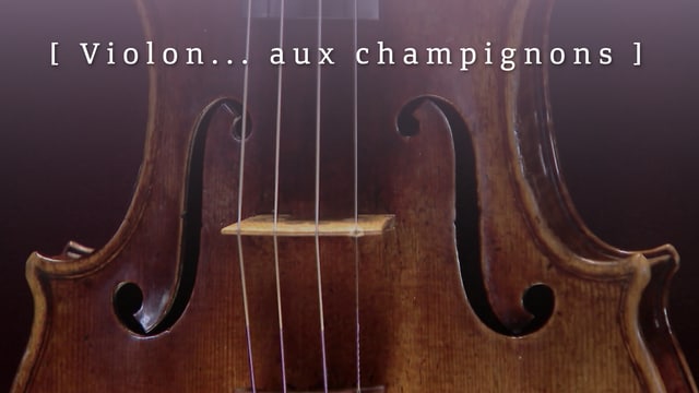 Violon... aux champignons