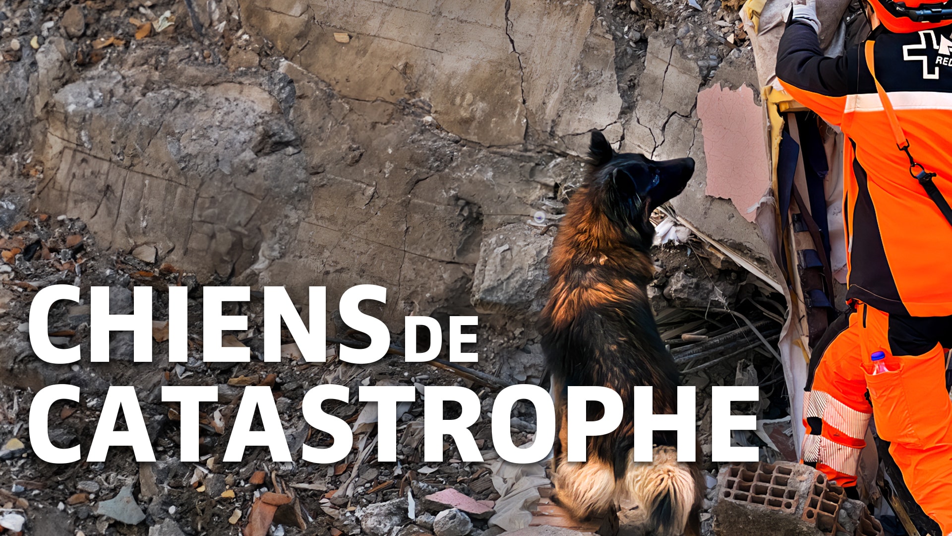 Chiens de catastrophe