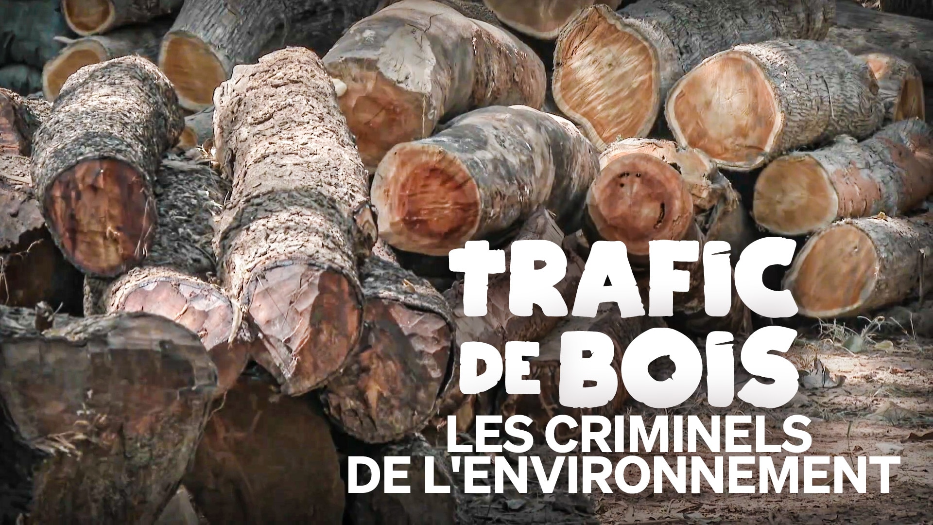 Trafic de bois, les criminels de l'environnement