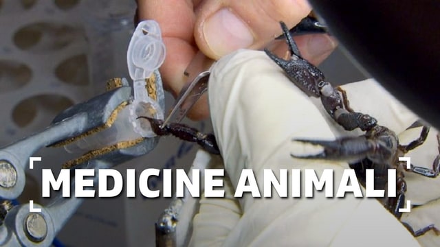 Medicine animali