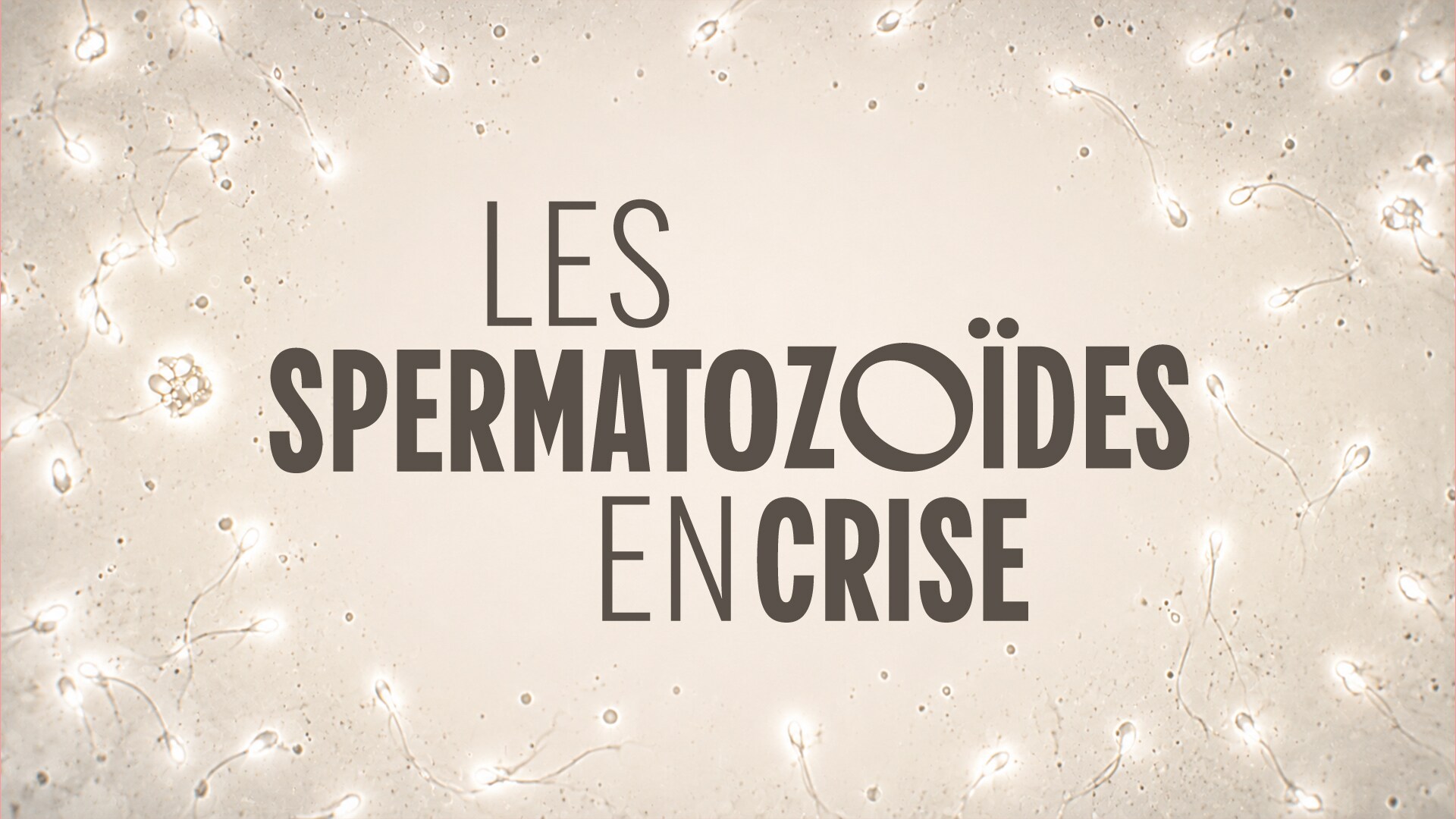 Spermatozoïdes en crise
