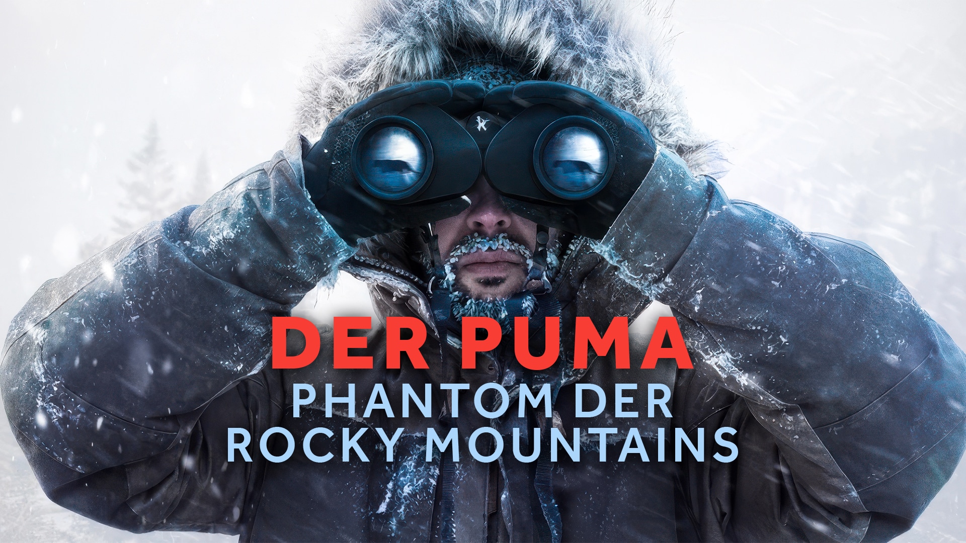 Der Puma – Phantom der Rocky Mountains