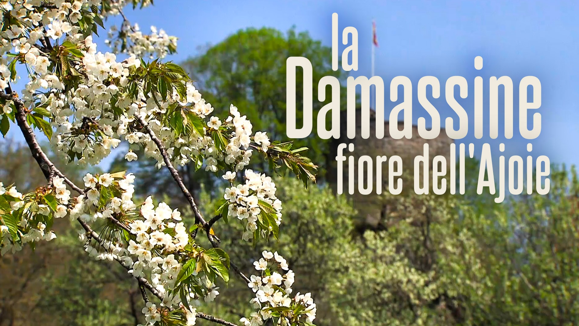 La Damassine, fiore dell'Ajoie