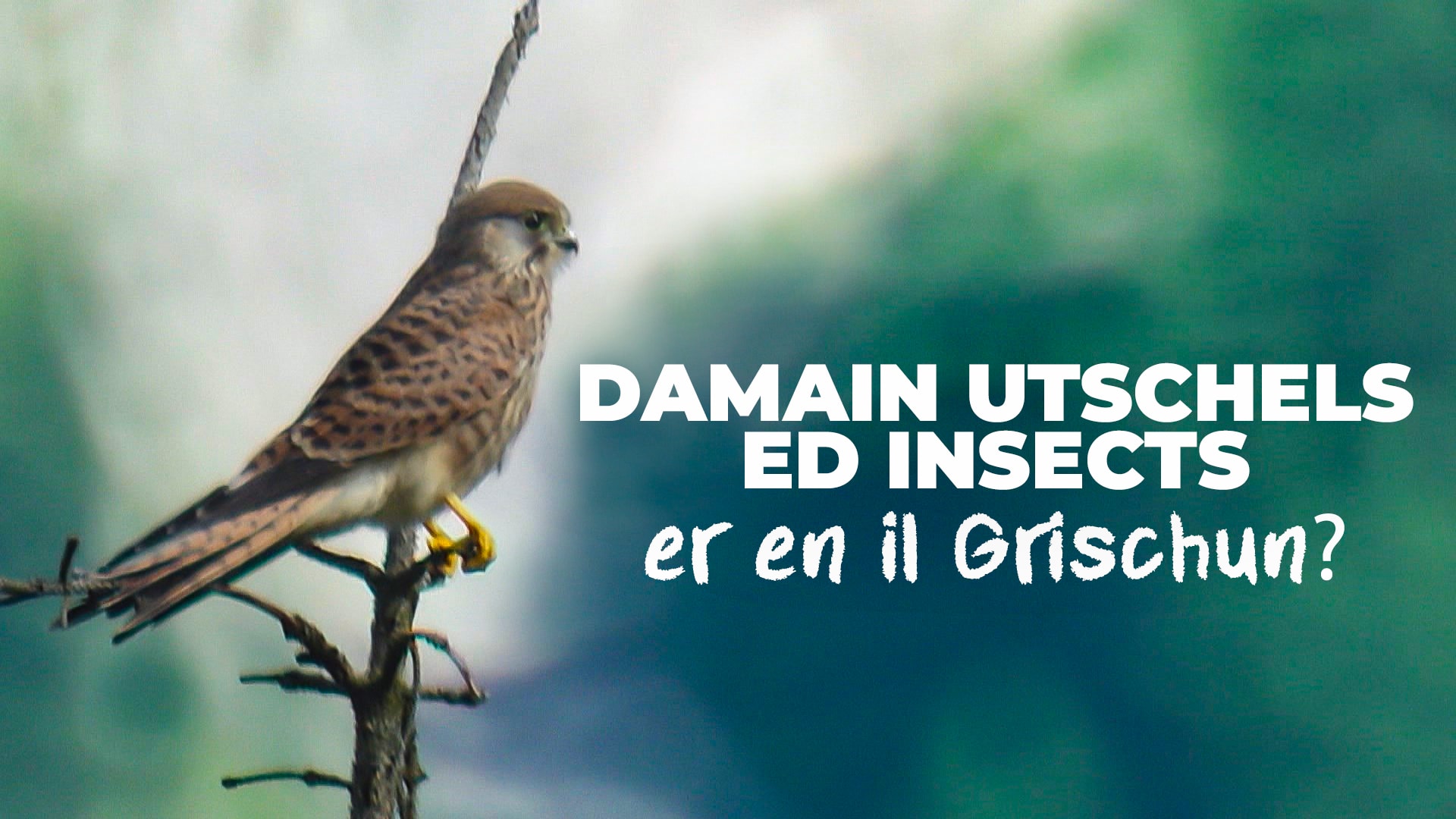 I vegn quiet - damain utschels ed insects er en il Grischun? 