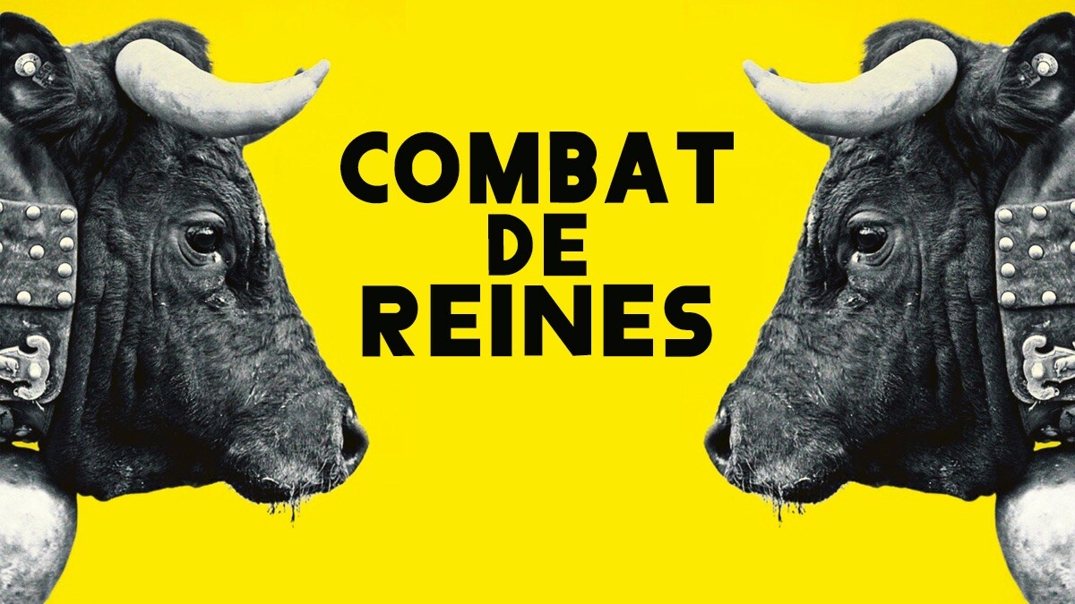 Combat de reines