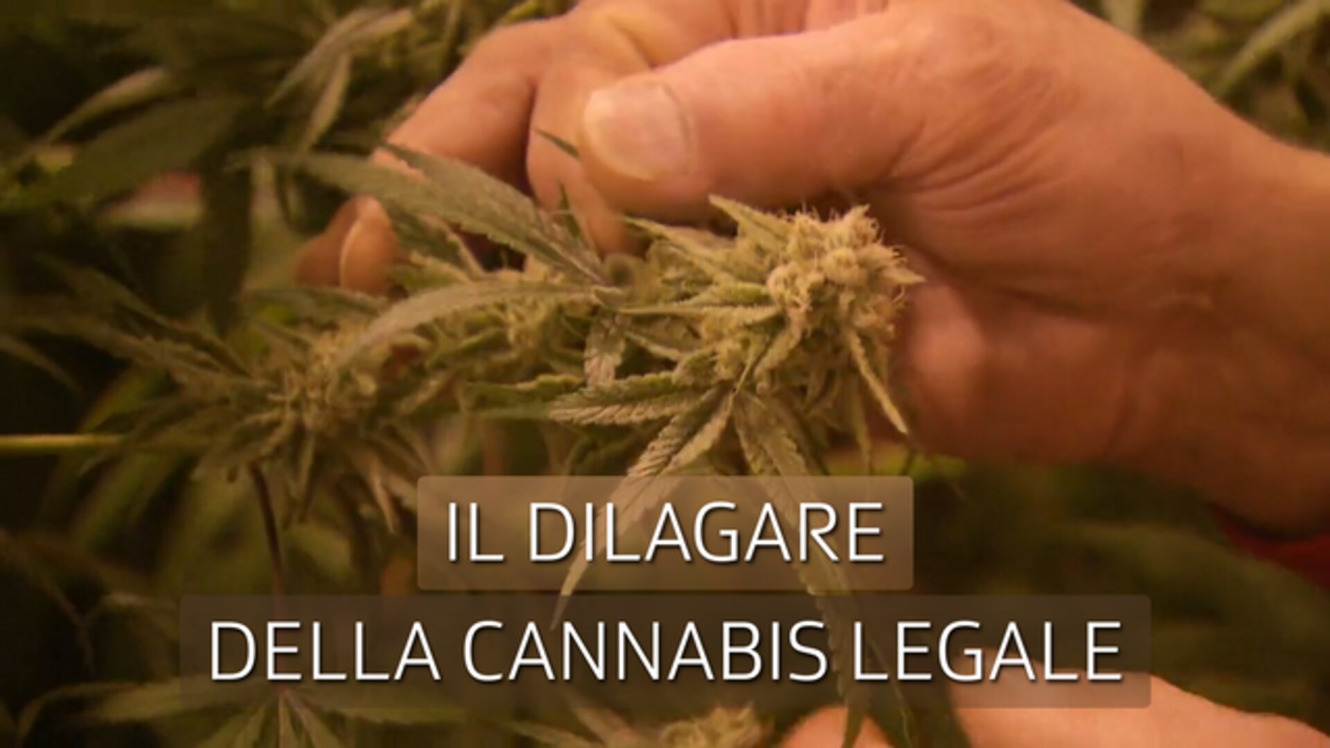 Il dilagare della cannabis legale