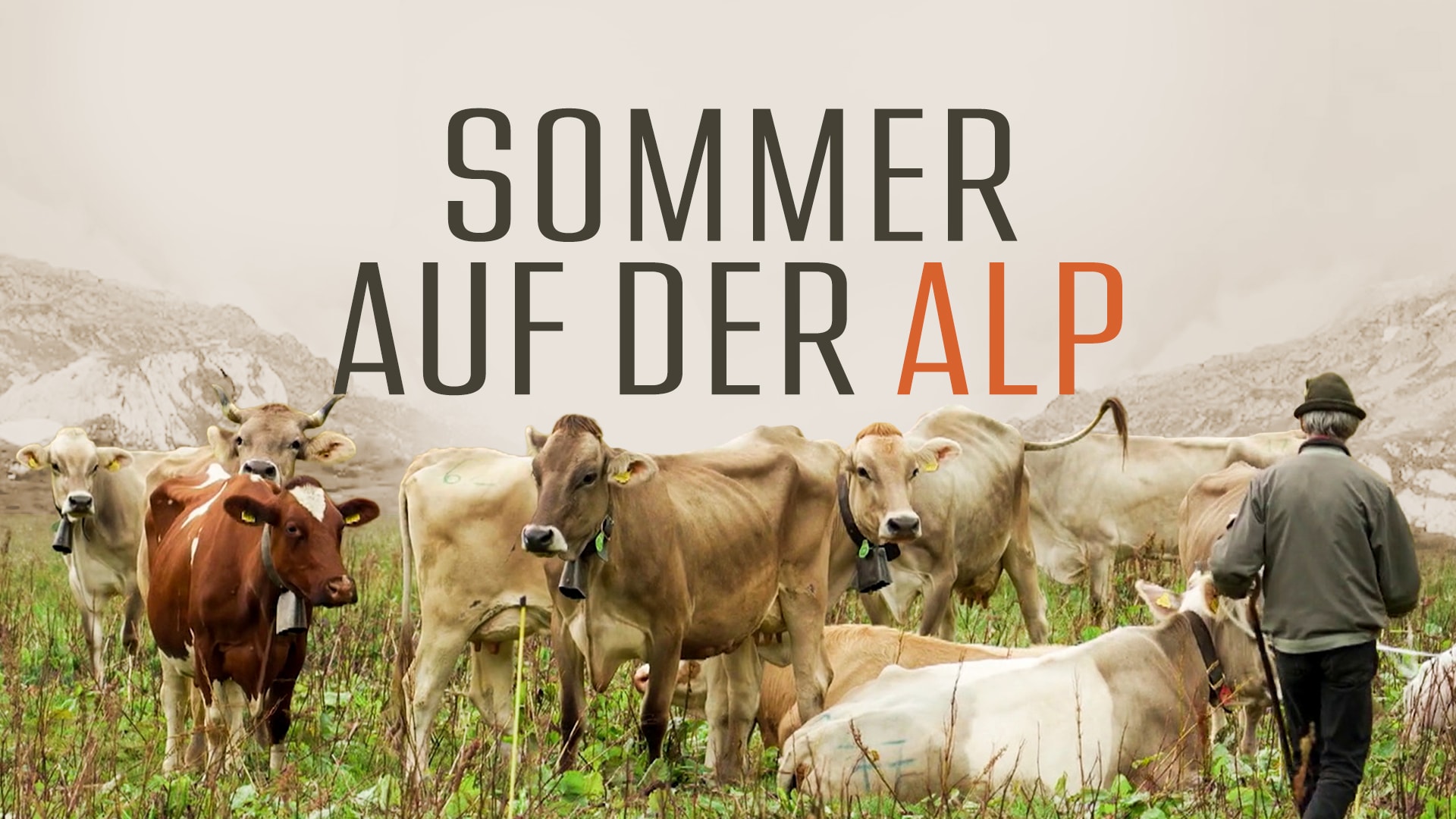Sommer auf der Alp