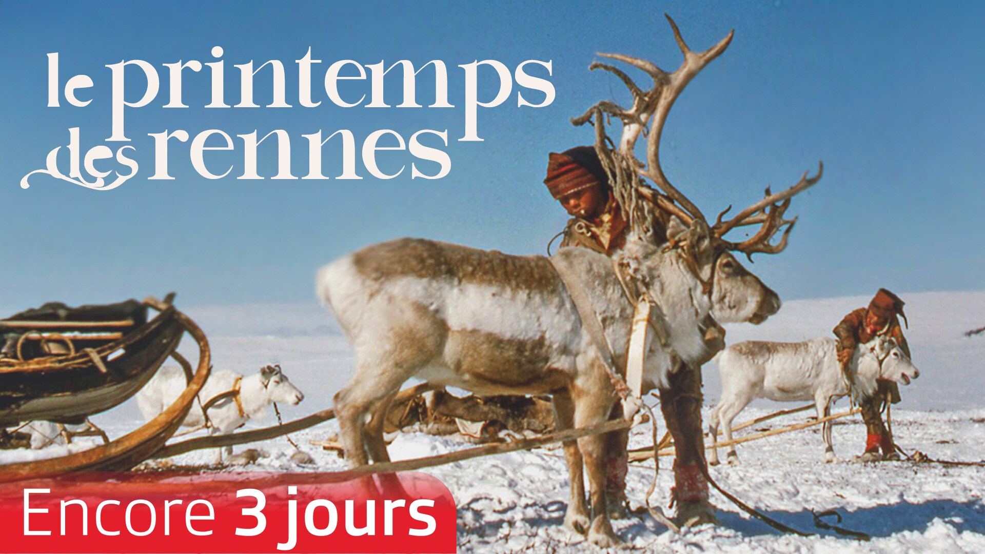 Le printemps des rennes