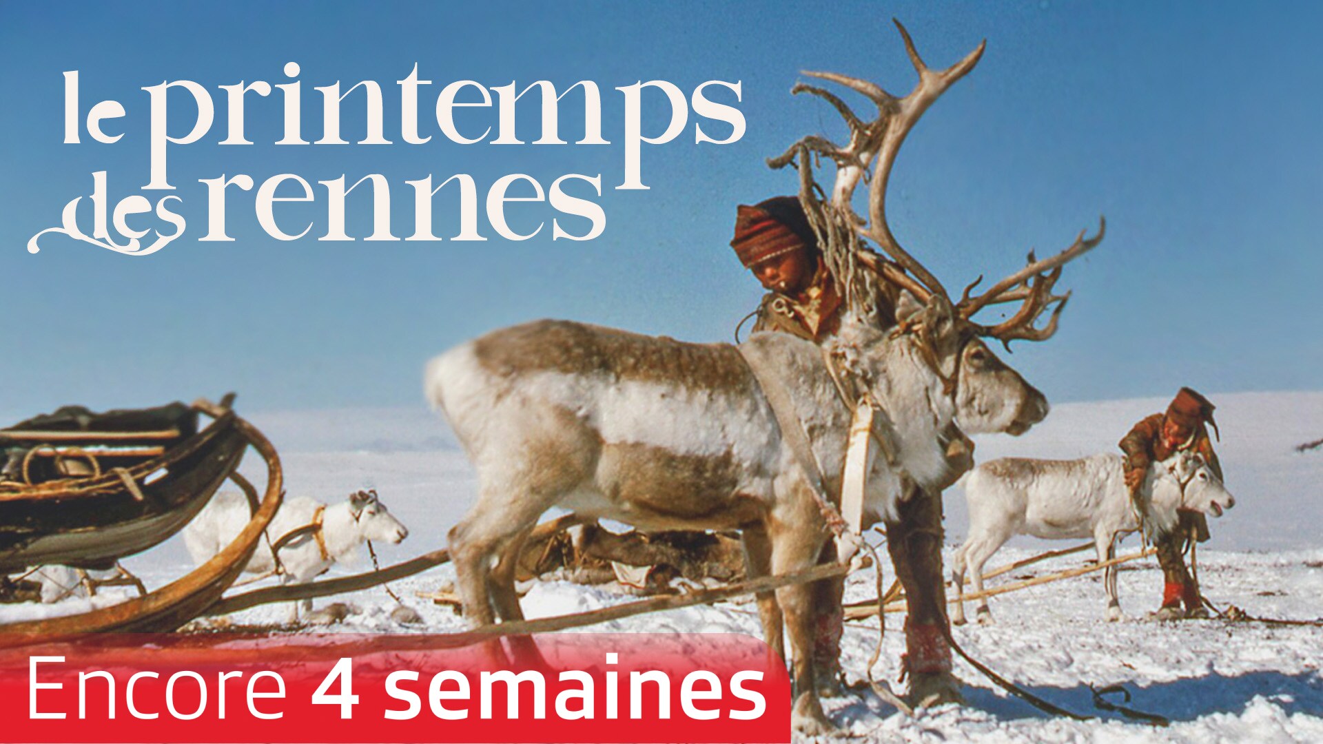 Le printemps des rennes