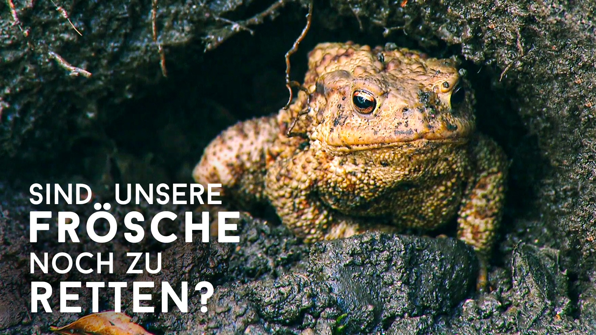 Sind unsere Frösche noch zu retten?