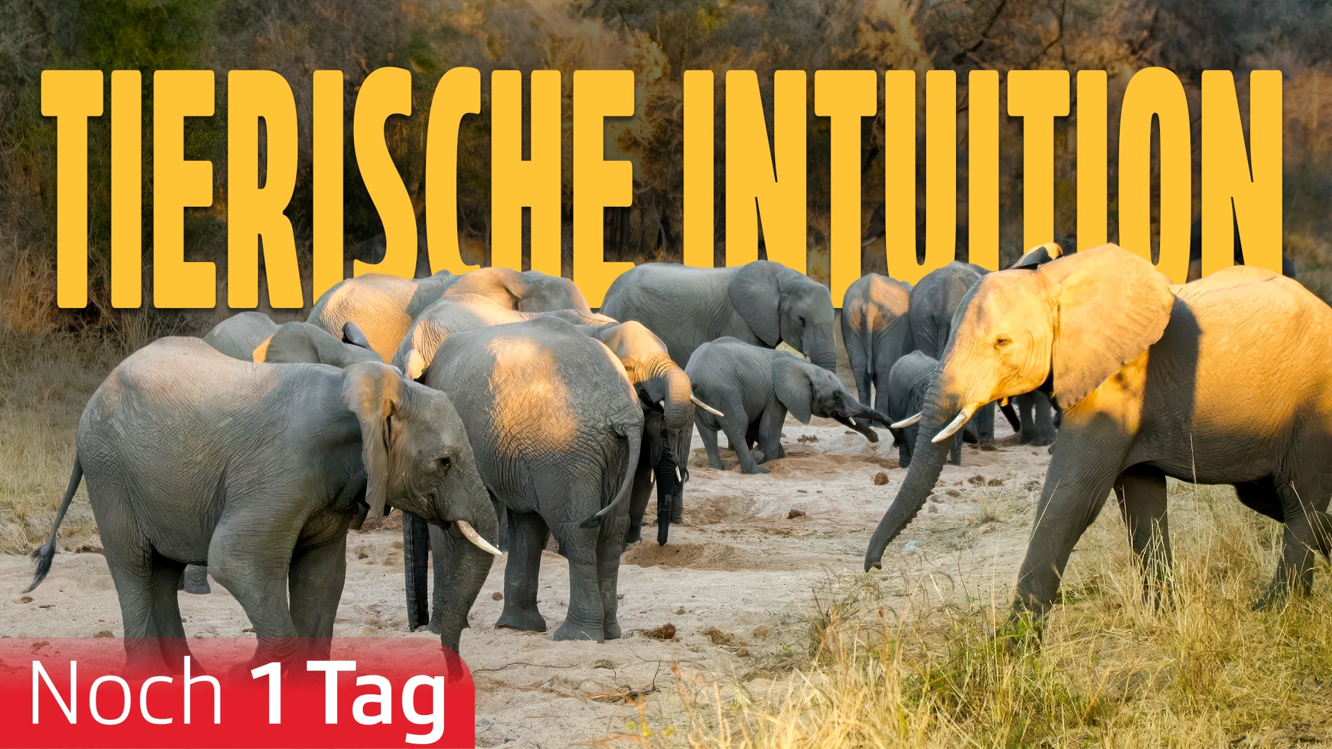 Tierische Intuition