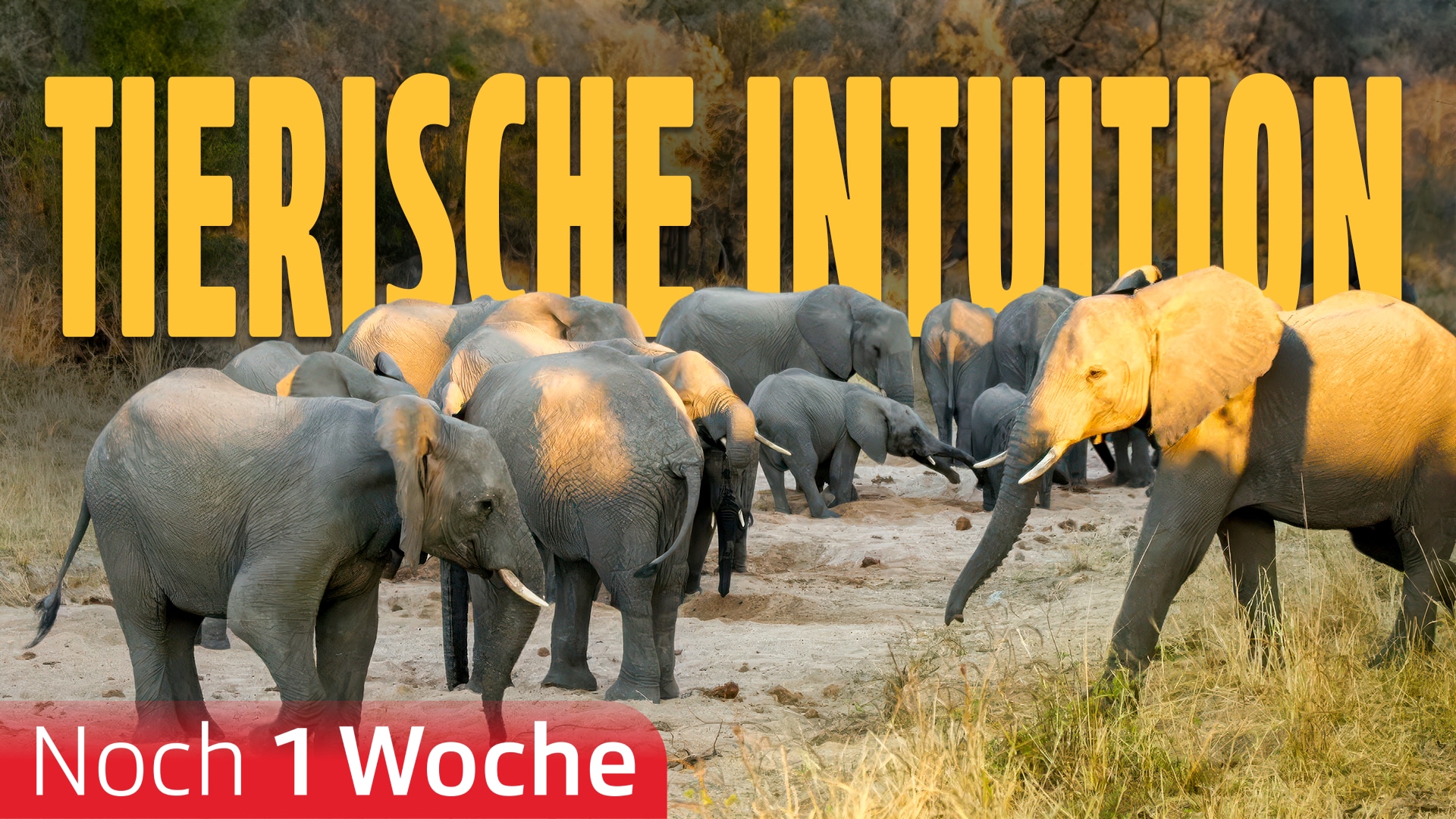 Tierische Intuition