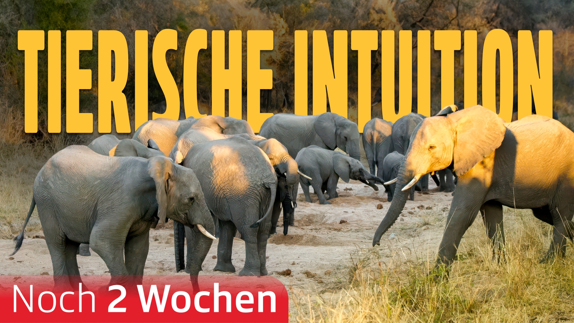 Tierische Intuition