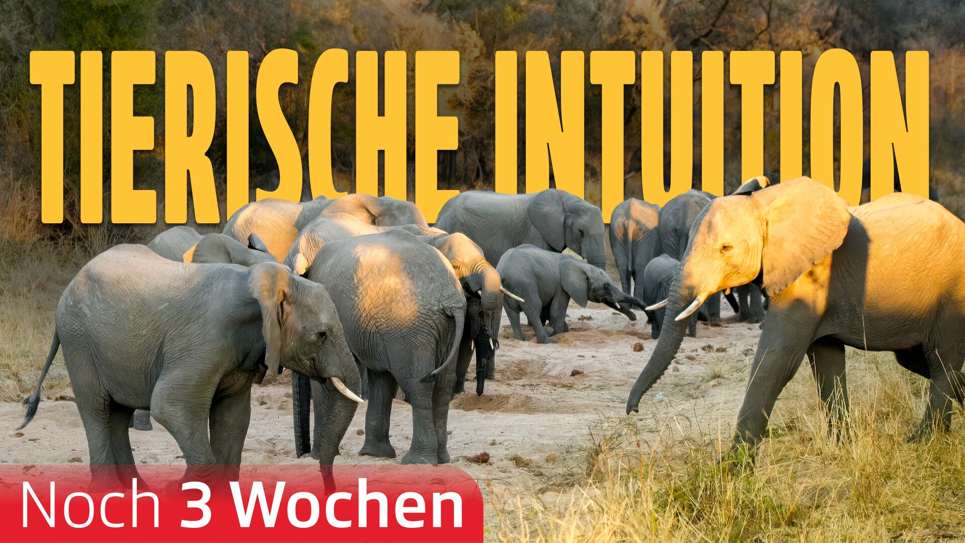 Tierische Intuition
