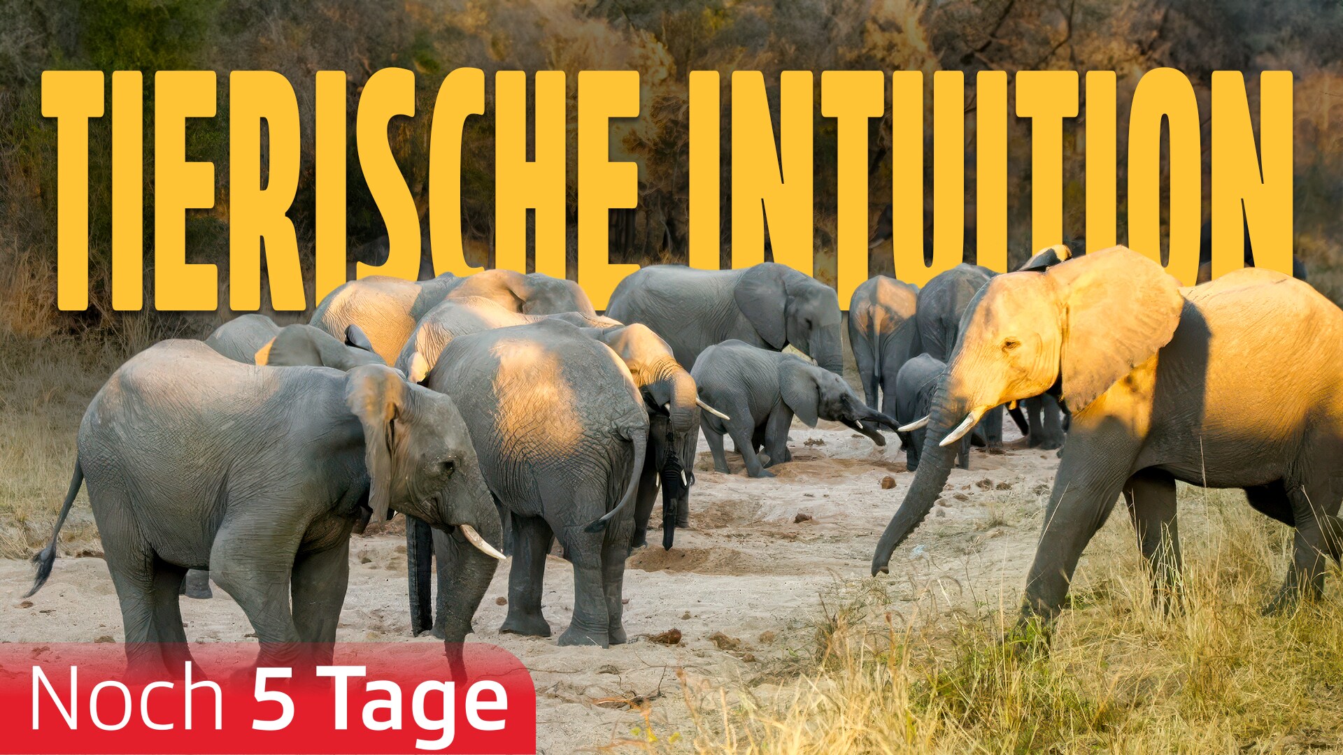 Tierische Intuition