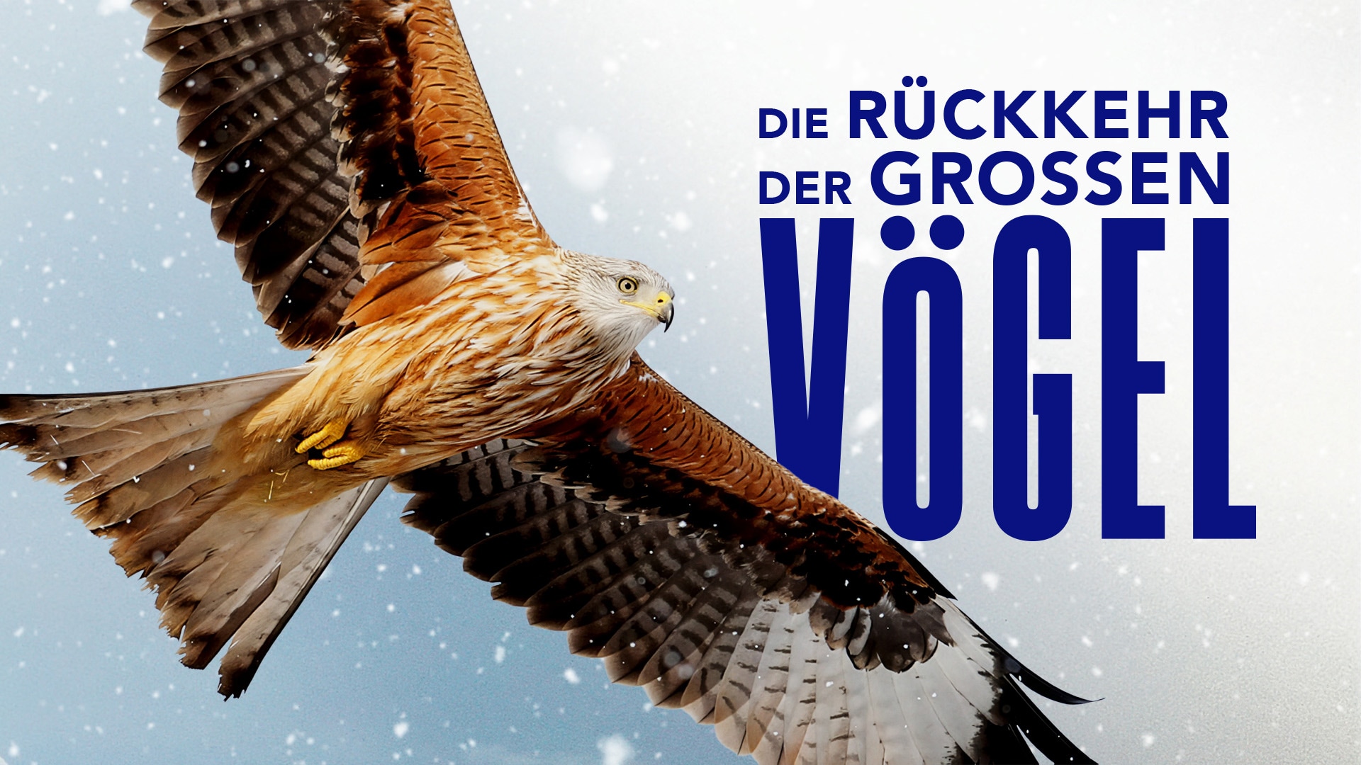Die Rückkehr der grossen Vögel
