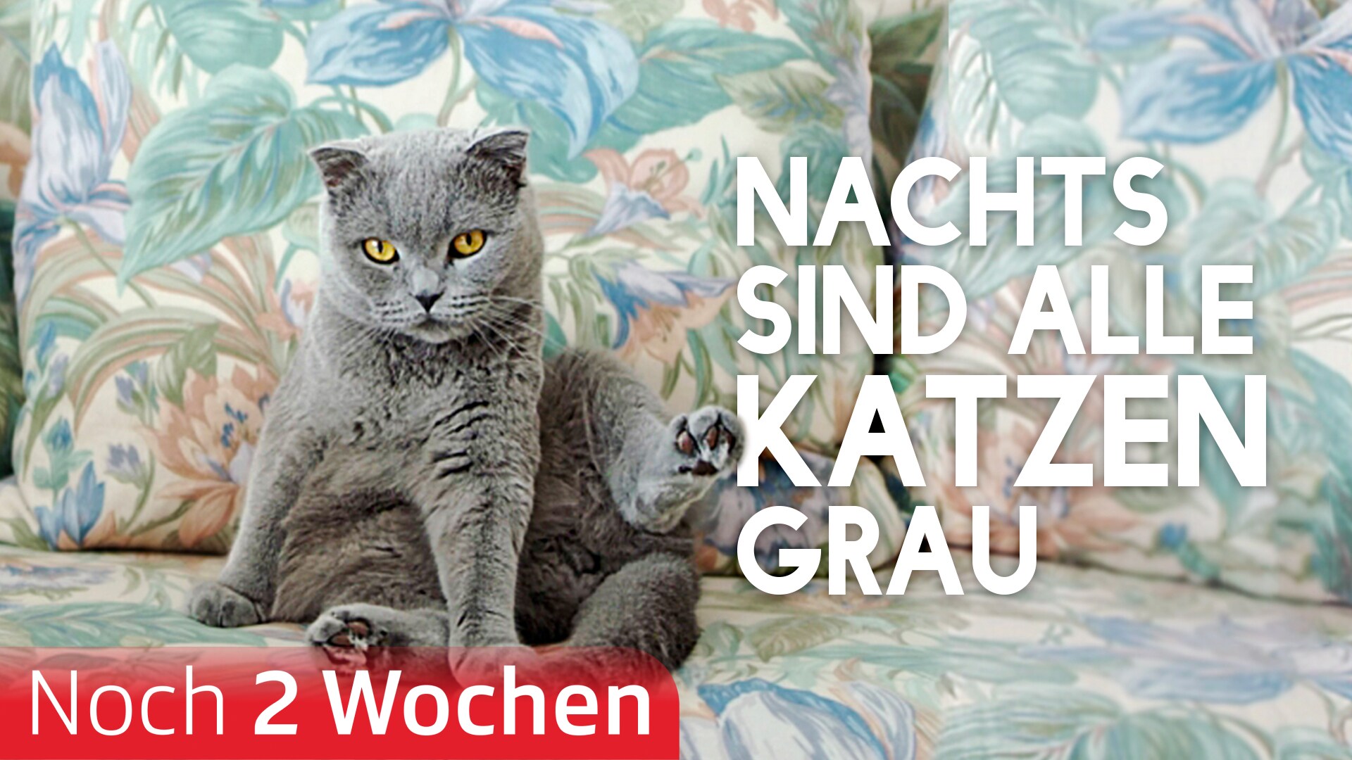 Nachts sind alle Katzen grau